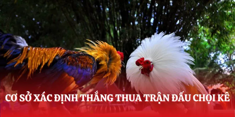 Cơ sở xác định thắng thua trận đấu chọi kê