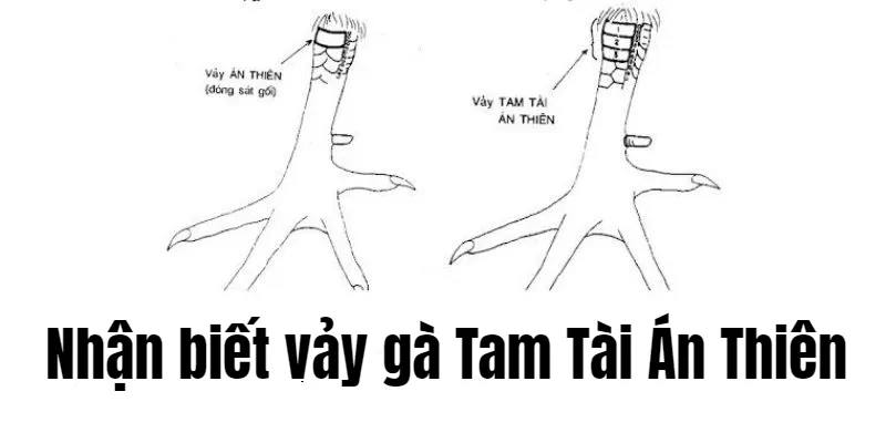 Nhận biết chi tiết vảy gà án thiên trong thực tế