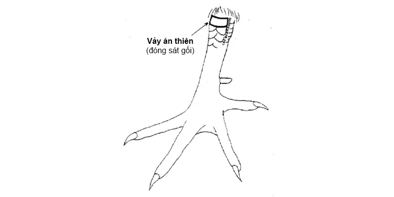 Tổng quan vảy gà án thiên